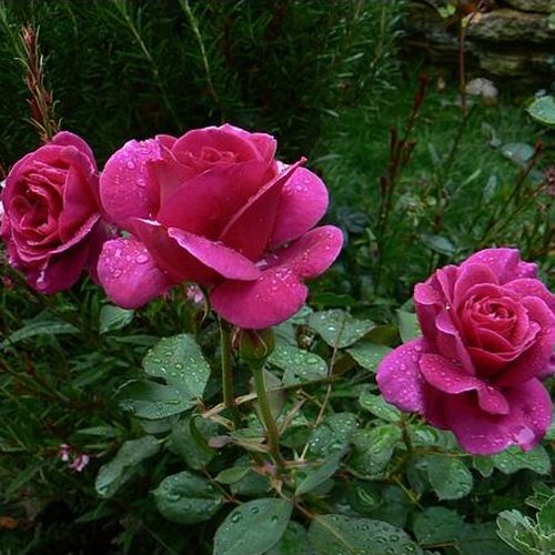 Roz - violet - Trandafir copac cu trunchi înalt - cu flori teahibrid - coroană dreaptă